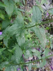 Nepeta sibirica
