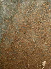 Thaumetopoea processionea