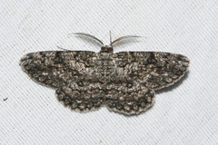 Hypomecis umbrosaria