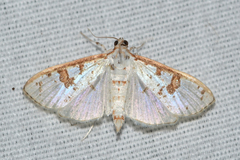 Palpita illibalis