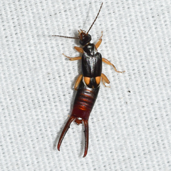 Spongiphoridae
