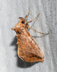 Pseudeva purpurigera