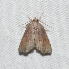 Cutina albopunctella