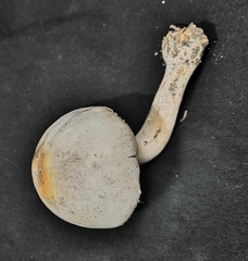 Agaricus arvensis