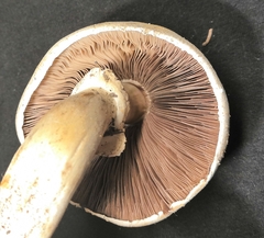 Agaricus arvensis