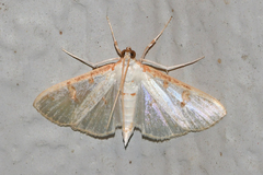 Palpita illibalis