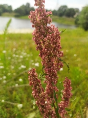 Rumex crispus