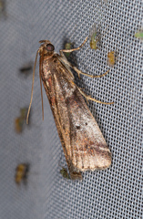 Acrobasis suavella