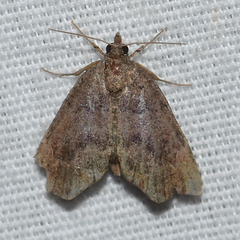 Cutina aluticolor