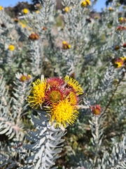 Leucospermum parile