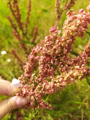 Rumex crispus