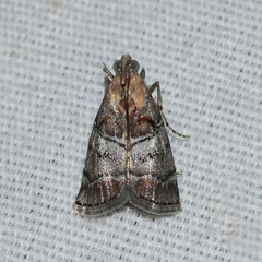 Pococera maritimalis