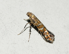 Gracillaria syringella