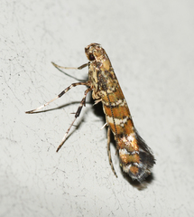 Gracillaria syringella