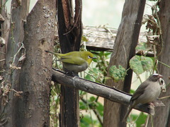 Zosterops poliogastrus