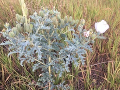 Argemone hispida