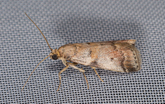 Acrobasis glaucella