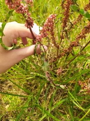 Rumex crispus