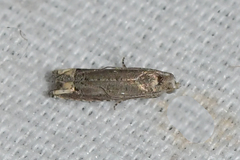 Epiblema minutana