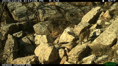 Felis lybica ornata