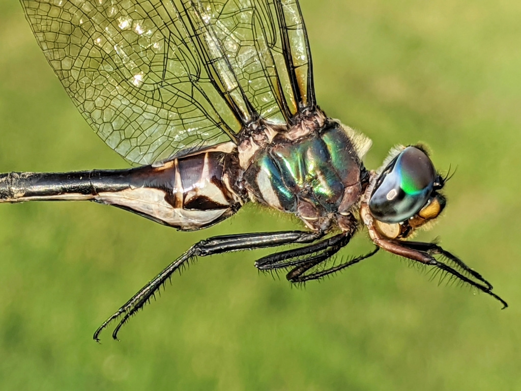 Ozark Emerald