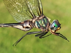 Somatochlora ozarkensis