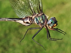 Somatochlora ozarkensis