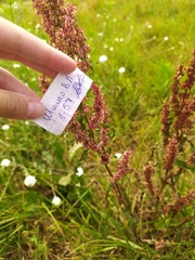 Rumex crispus