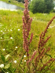 Rumex crispus