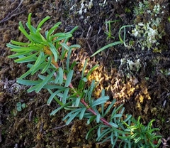 Oxalis confertifolia