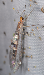 Megistopus flavicornis