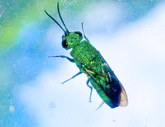 Caenochrysis