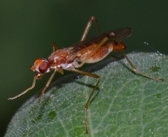 Compsobata
