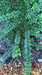 Ligustrum sinense