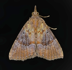 Hypena vetustalis