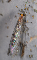 Megistopus flavicornis