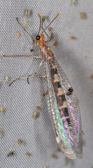 Megistopus flavicornis