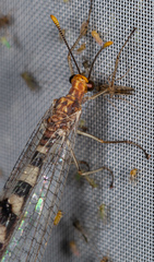 Megistopus flavicornis