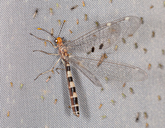 Megistopus flavicornis