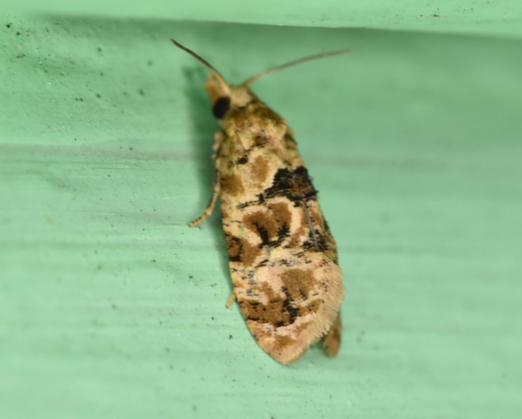 Chrysanthemum Flower Borer Moth
