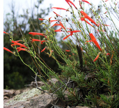 Penstemon pinifolius