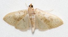 Palpita freemanalis