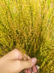 Rumex acetosella