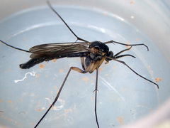 Isoneuromyia semirufa