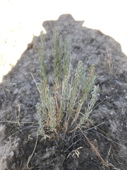 Neokochia americana