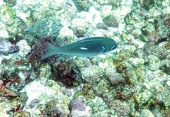Scolopsis xenochrous