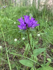 Campanula glomerata