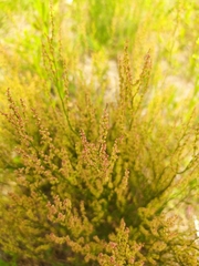 Rumex acetosella