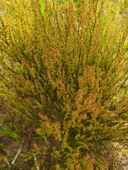 Rumex acetosella