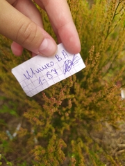 Rumex acetosella